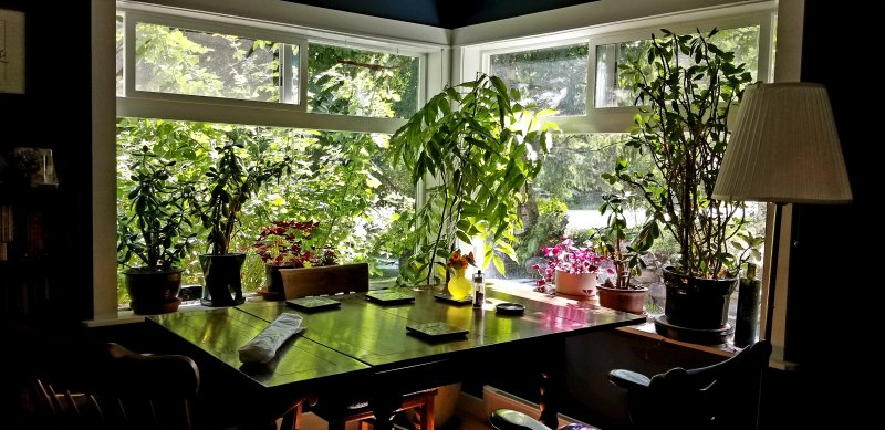 Shirleen's dinner table