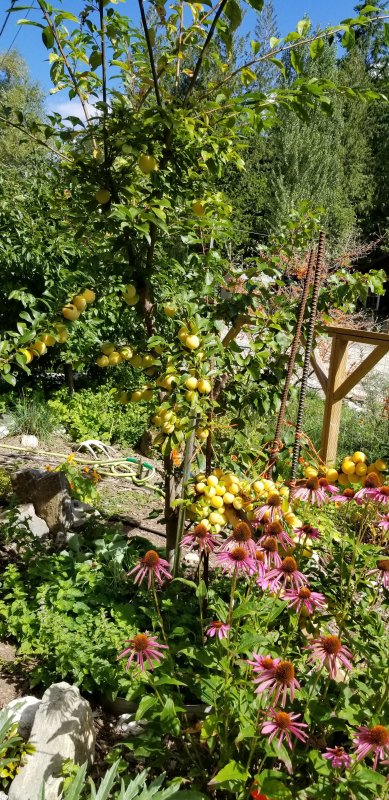 Shirleen's plum tree