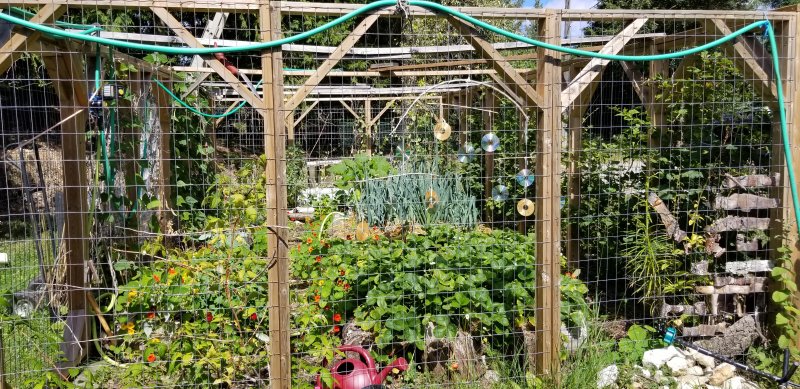Shirleen's garden