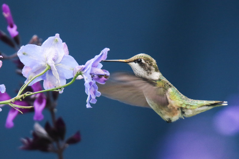 Ruby throated Hummingbird, Wabamun AB