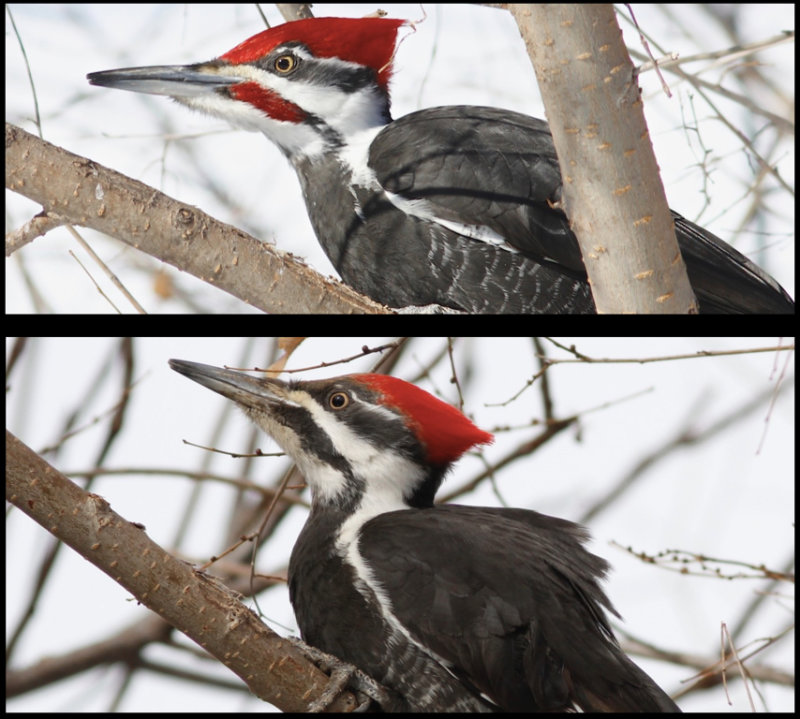 FOLDER: Pileated Woodpecker