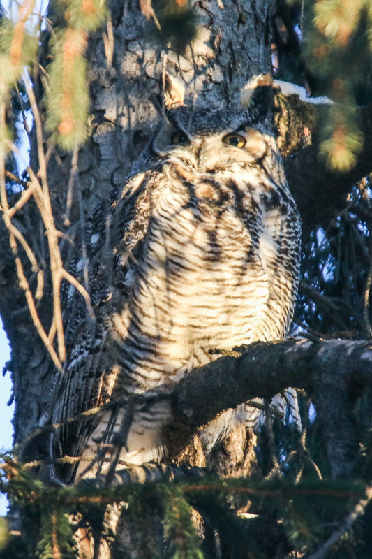 Great-Horned Owls