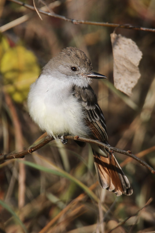 Ash-throated Flycatcher