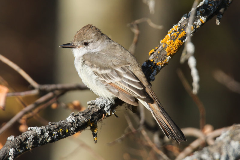 Ash-throated Flycatcher