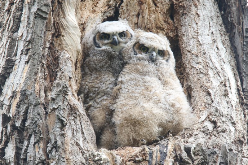 Great Horned Owlets