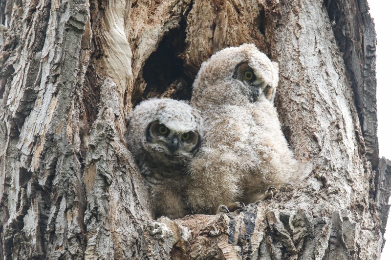 Great Horned Owlets