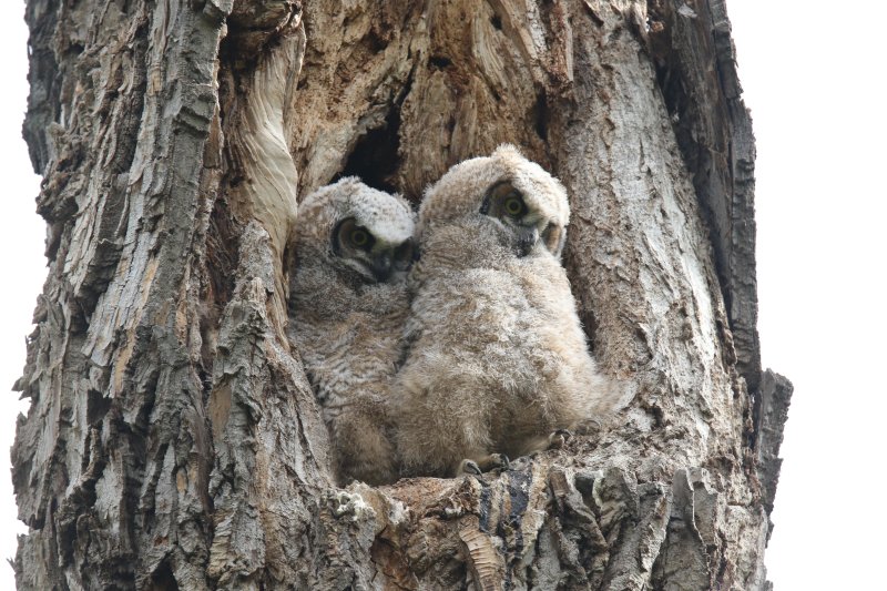 Great Horned Owlets