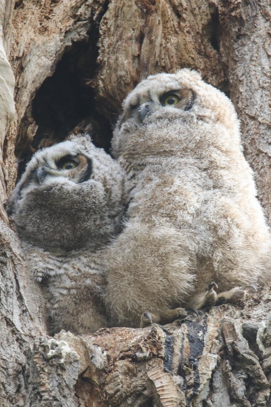 Great Horned Owlets