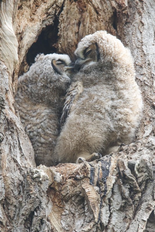 Great Horned Owlets