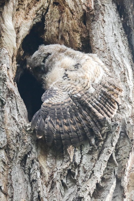 Great Horned Owlets