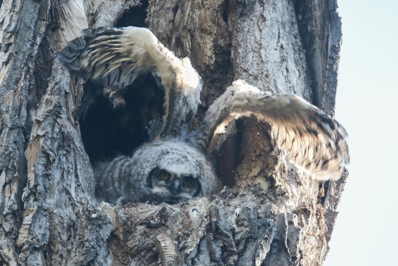 Great Horned Owlets