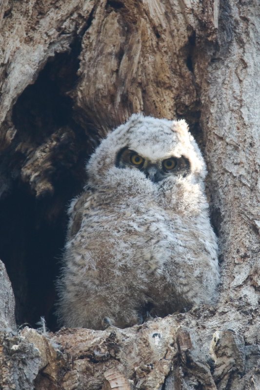 GH Owlet-3.jpg