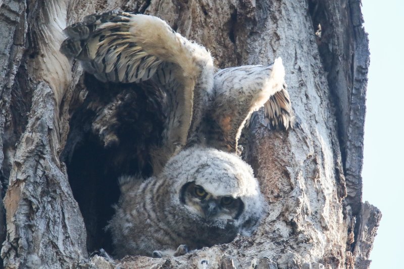 Great Horned Owlets