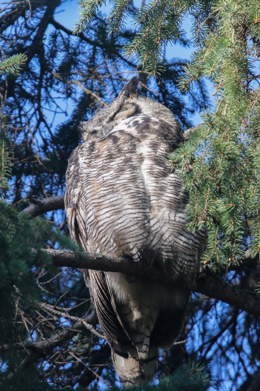 Great Horned Owlets