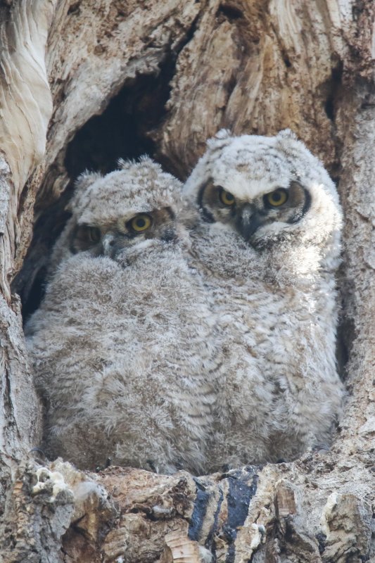 Great Horned Owlets