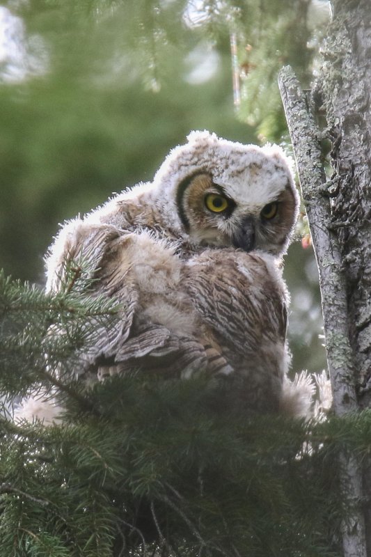 Great Horned Owl fledgling