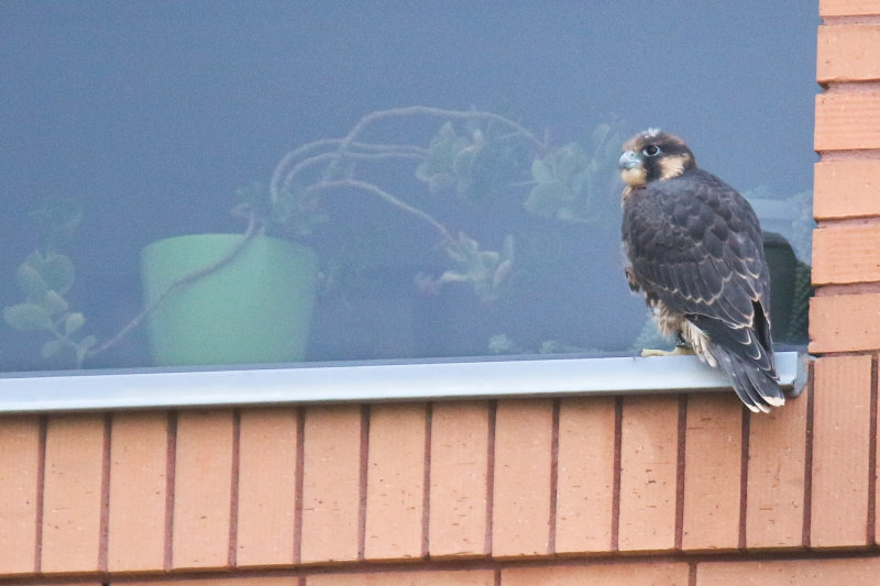 Peregrines UofA Yellow Band on UTerrace