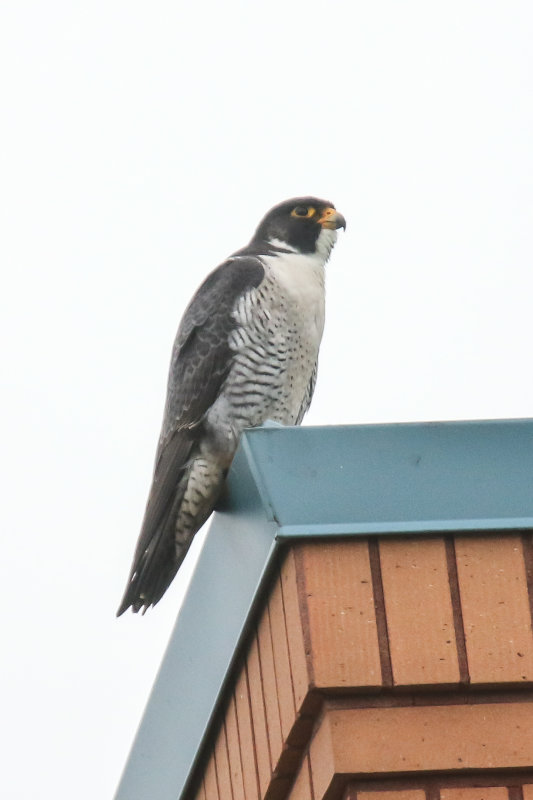 Peregrines UofA Chase