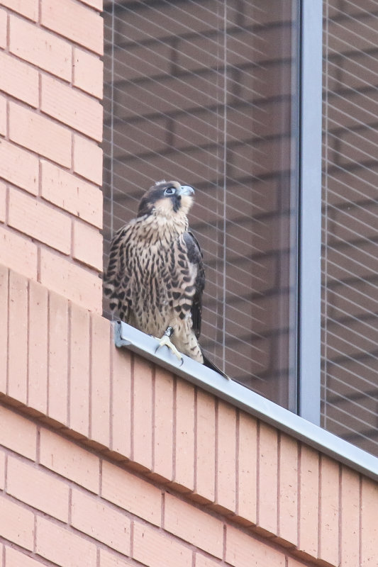 Peregrines UofA Yellow Band on UTerrace