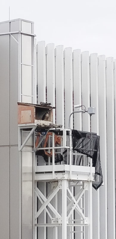 Peregrines UofA Rescue Blue Band, putting back up