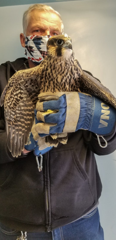 Peregrines UofA Rescue Blue Band returned to roof