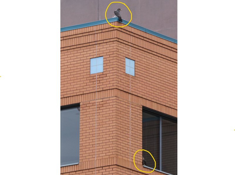 Peregrines UofA Radisson and Yellow Band on UTerrace
