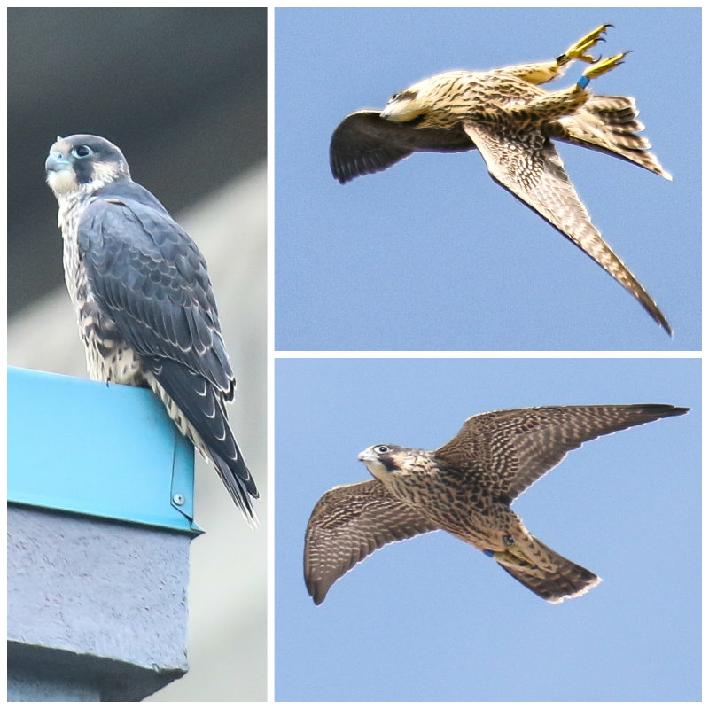 Peregrine Blue Collage.jpg