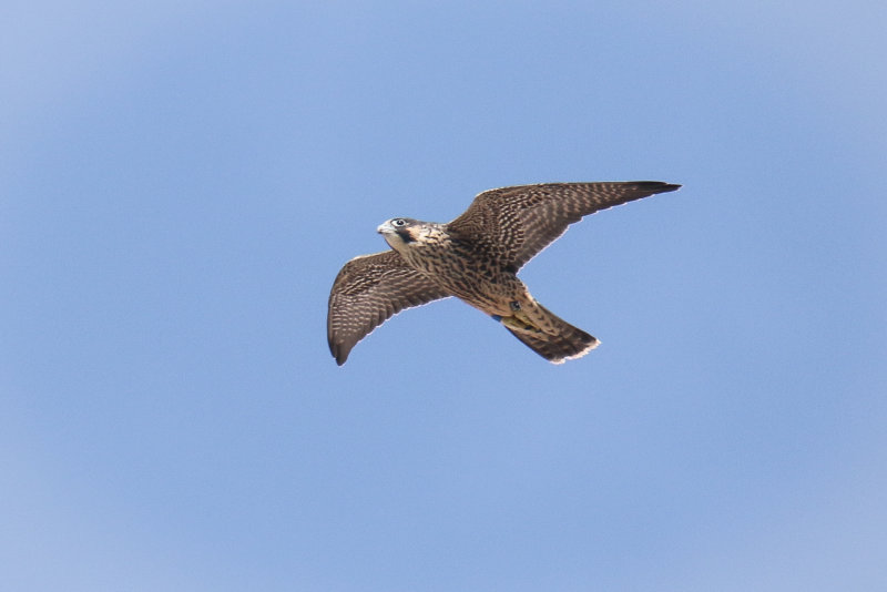 Peregrines blue-2.jpg