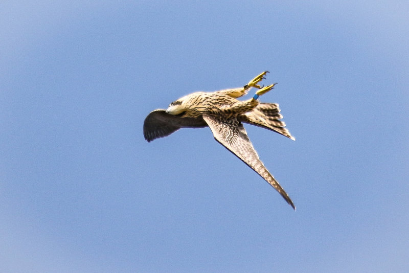 Peregrines blue-3.jpg