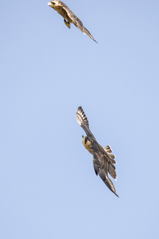 Peregrines red and blue.jpg
