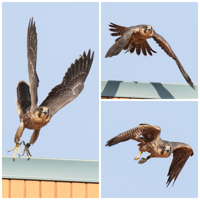 Peregrine Yellow Collage.jpg