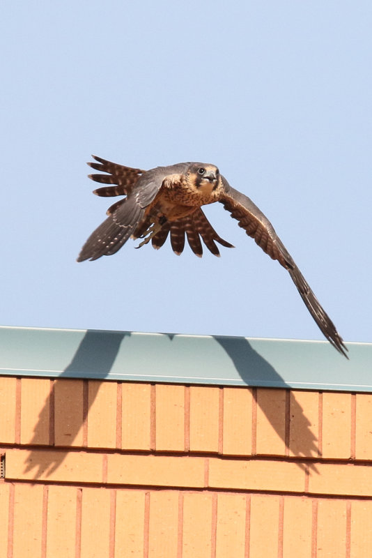 Peregrines yellow flight 2-2.jpg