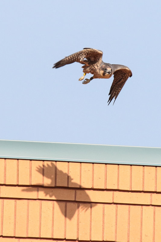 Peregrines yellow flight 2-3.jpg