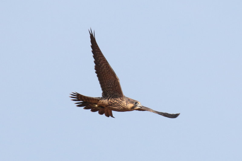 Peregrines yellow flight 2-4.jpg