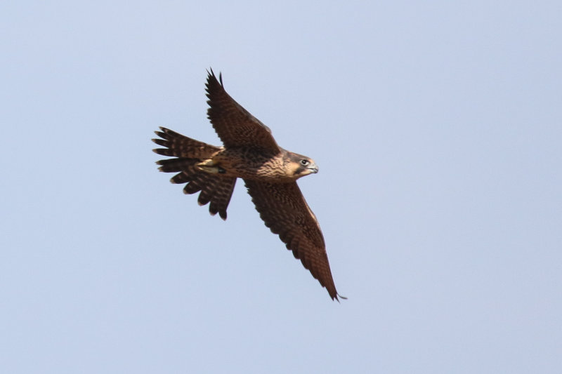Peregrines yellow flight 2-5.jpg