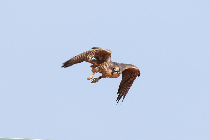 Peregrines yellow flight 2-6.jpg