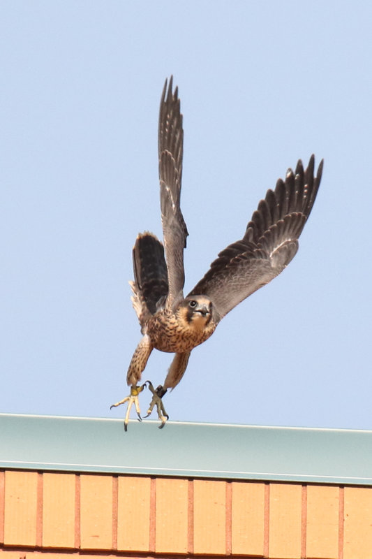 Peregrines yellow flight 2.jpg