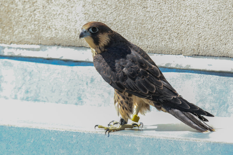 Yellow released onto roof after rescue.