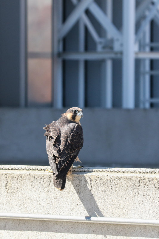 Yellow released onto roof after rescue