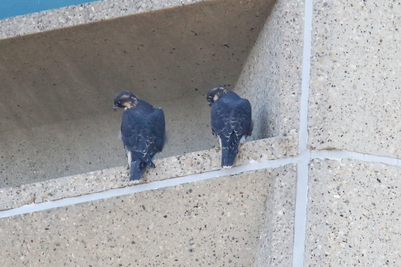 Red and Blue side-by-side; size comparison