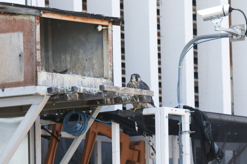 Blue band at nesting box (from roof level)