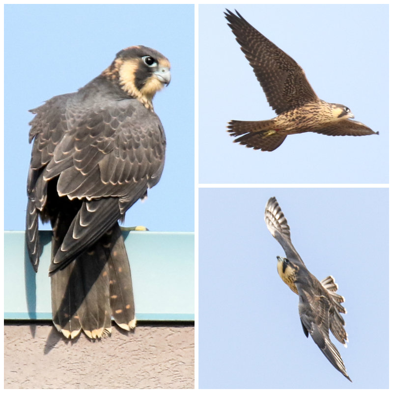 Peregrine Red Collage.jpg