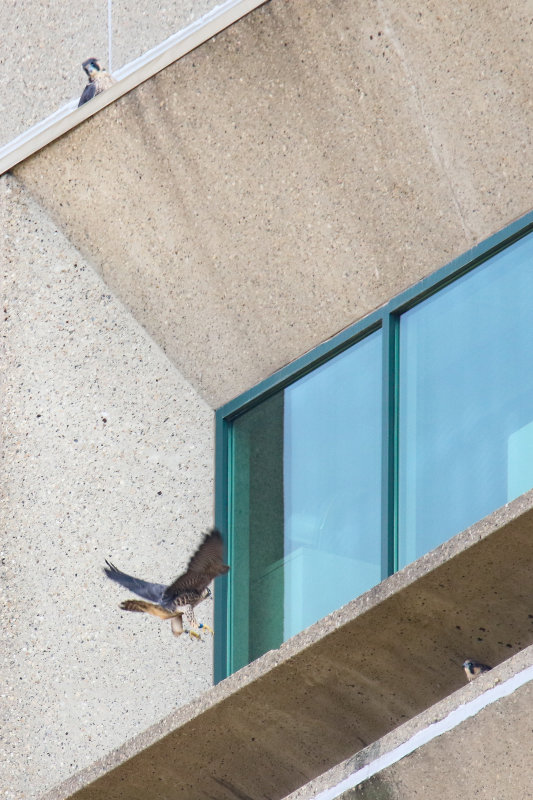 Peregrines red-2.jpg