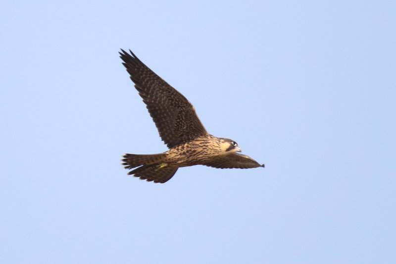 Peregrines red-3.jpg