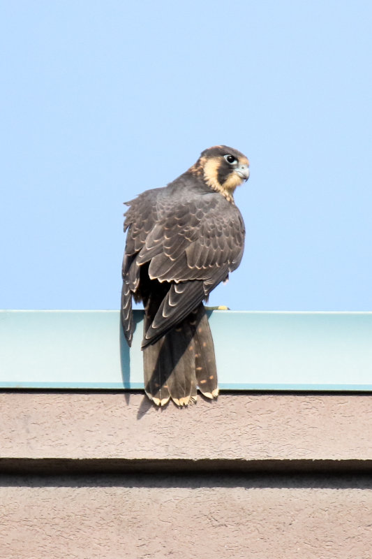 Peregrines red-5.jpg