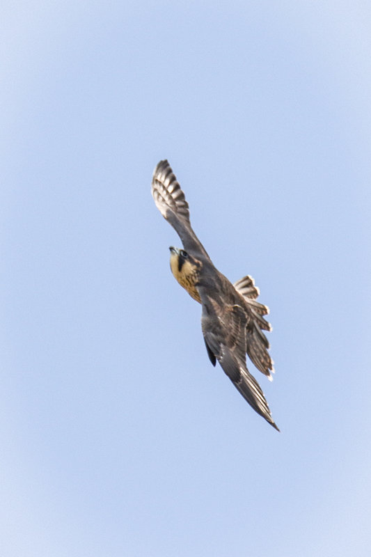 FOLDER 2020 UofA Peregrine fledgling watch
