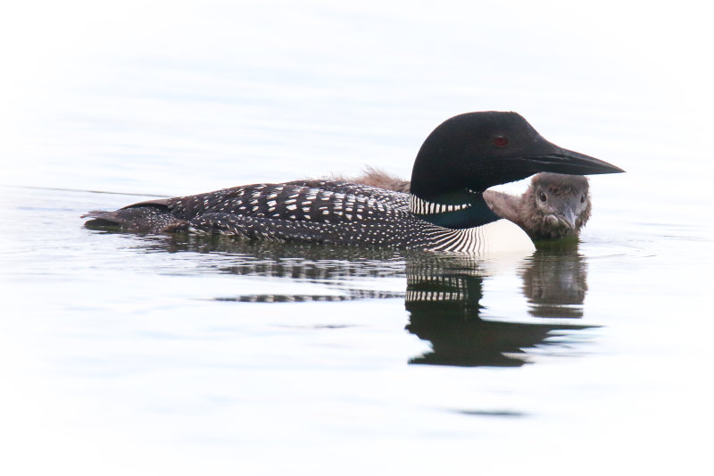 Common Loon with chick Crimson Lake Loons