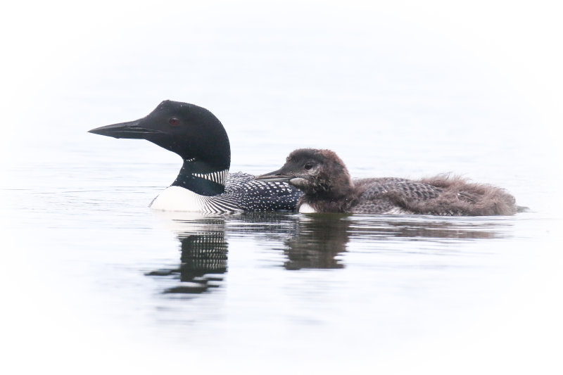 Crimson Lake Loons-8.jpg