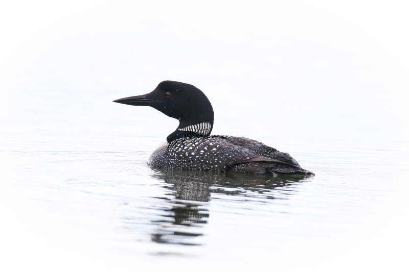 Crimson Lake Loons-9.jpg