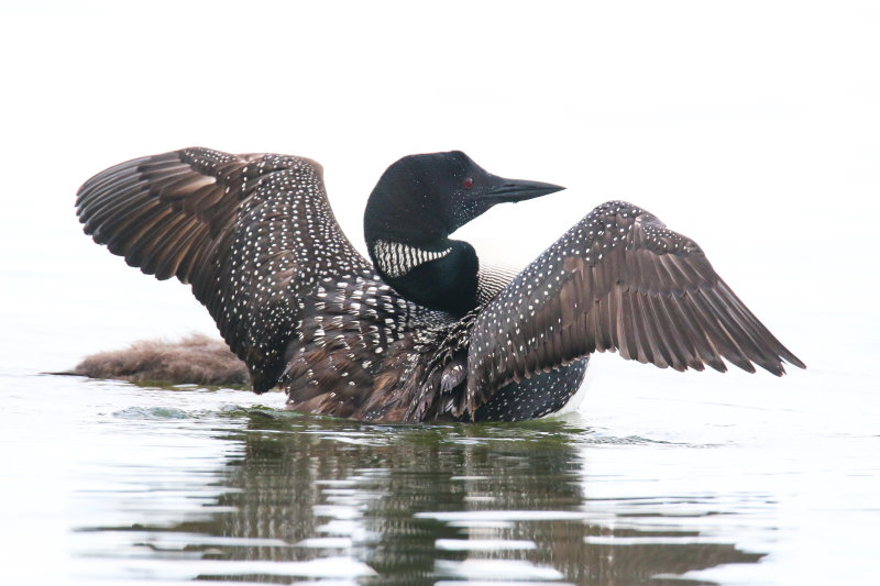 Crimson Lake Loons-10.jpg